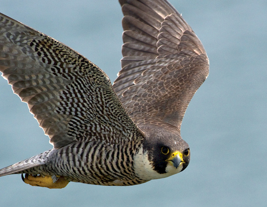 The falcons are back under the Honoré Mercier Bridge!