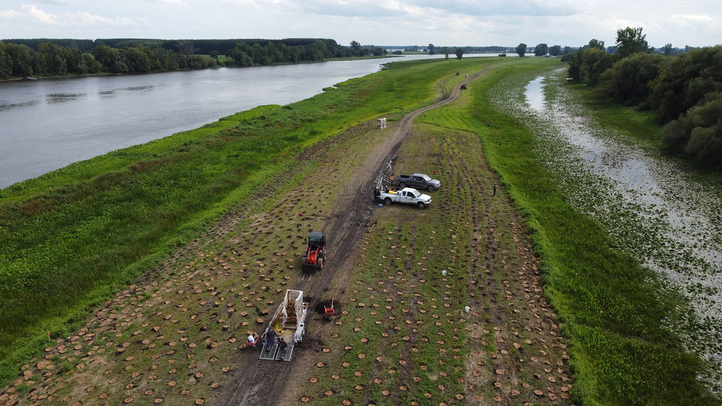 Tree, shrub, and herbaceous planting activity