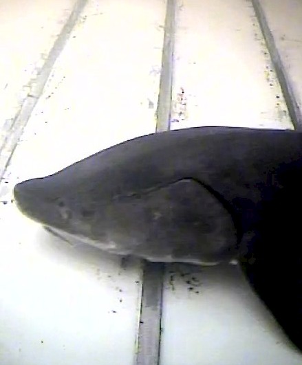 Image captured by underwater infrared cameras