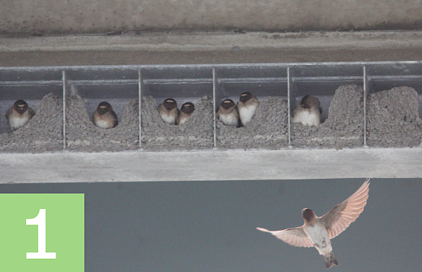 Cliff swallows