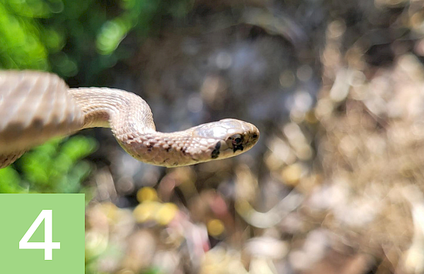 Brown snakes