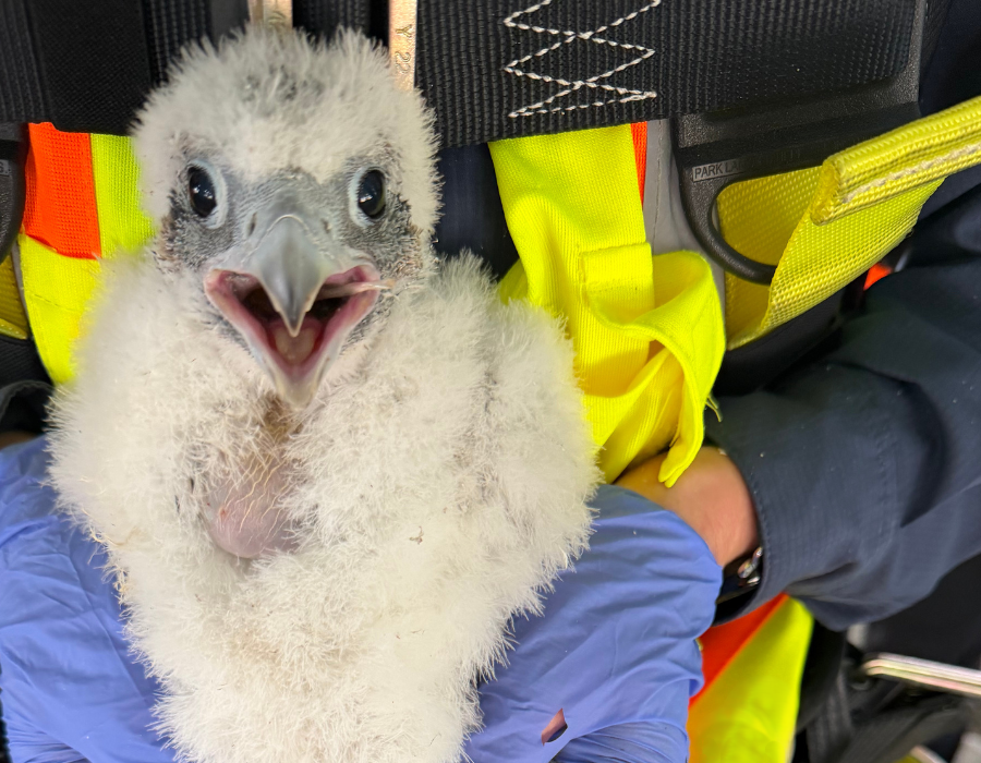 From the nest box to first flight: Three new peregrine falcon chicks beneath the Jacques Cartier Bridge