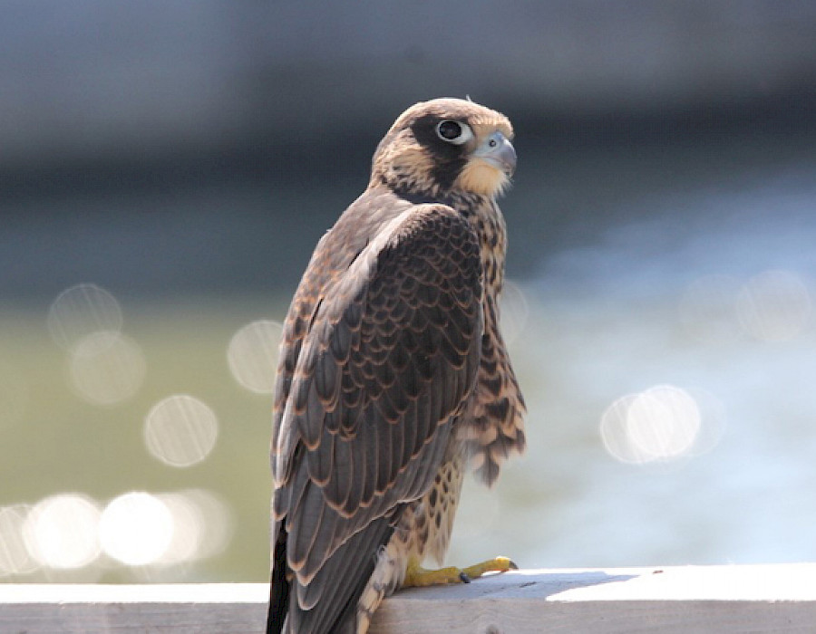 Peregrine falcons | The 4 baby falcons never stop growing at the Honoré Mercier Bridge!