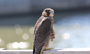 Peregrine falcons | The 4 baby falcons never stop growing at the Honoré Mercier Bridge!