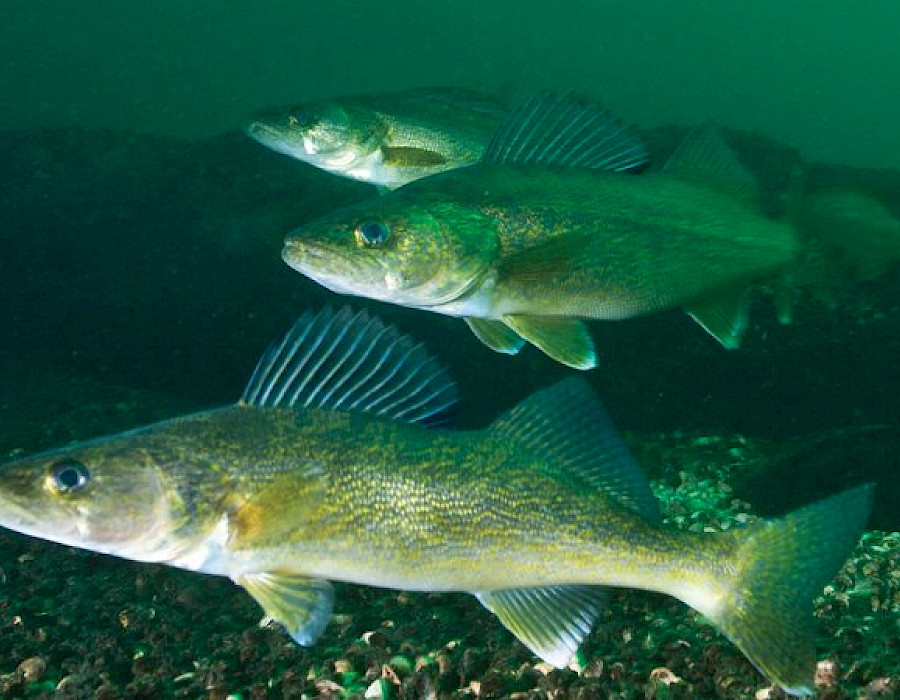 Déconstruction du pont Champlain | Deux corridors de migration ultrasophistiqués pour les poissons