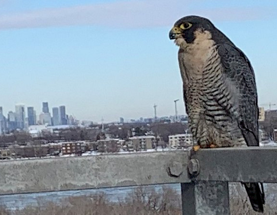 Falcons are here this winter!