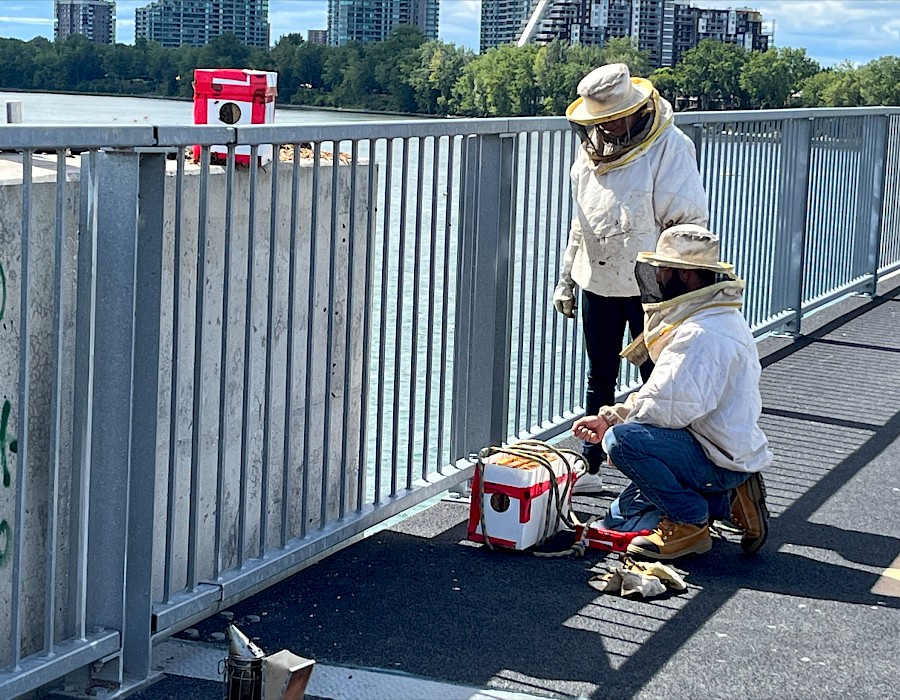 Opération réussie : déplacement d’abeilles qui avaient élu domicile sur l’Estacade