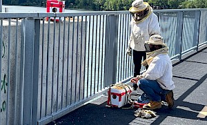Opération réussie : déplacement d’abeilles qui avaient élu domicile sur l’Estacade